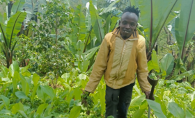 Tiglu Demisse in his seedling farm for false banana